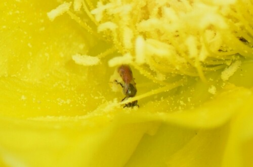 Lasioglossum nymphale