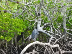 Egretta garzetta dimorpha