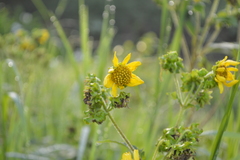 Smallanthus maculatus