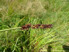 Carex vulpina