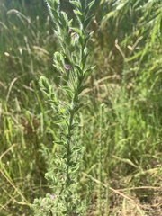 Epilobium densiflorum