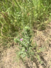 Epilobium densiflorum