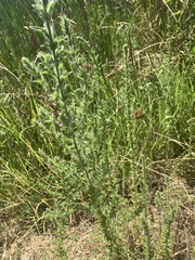 Epilobium densiflorum