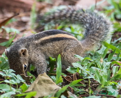 Funambulus palmarum