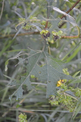 Smallanthus maculatus