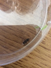 Rhyparochromus vulgaris