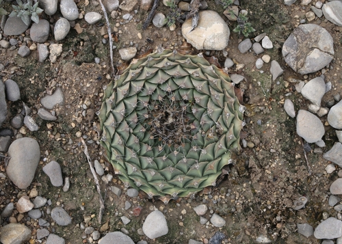 Obregonia denegrii