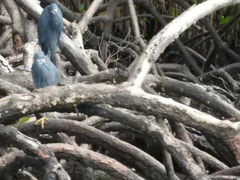 Egretta garzetta dimorpha