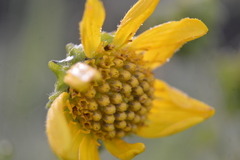 Smallanthus maculatus