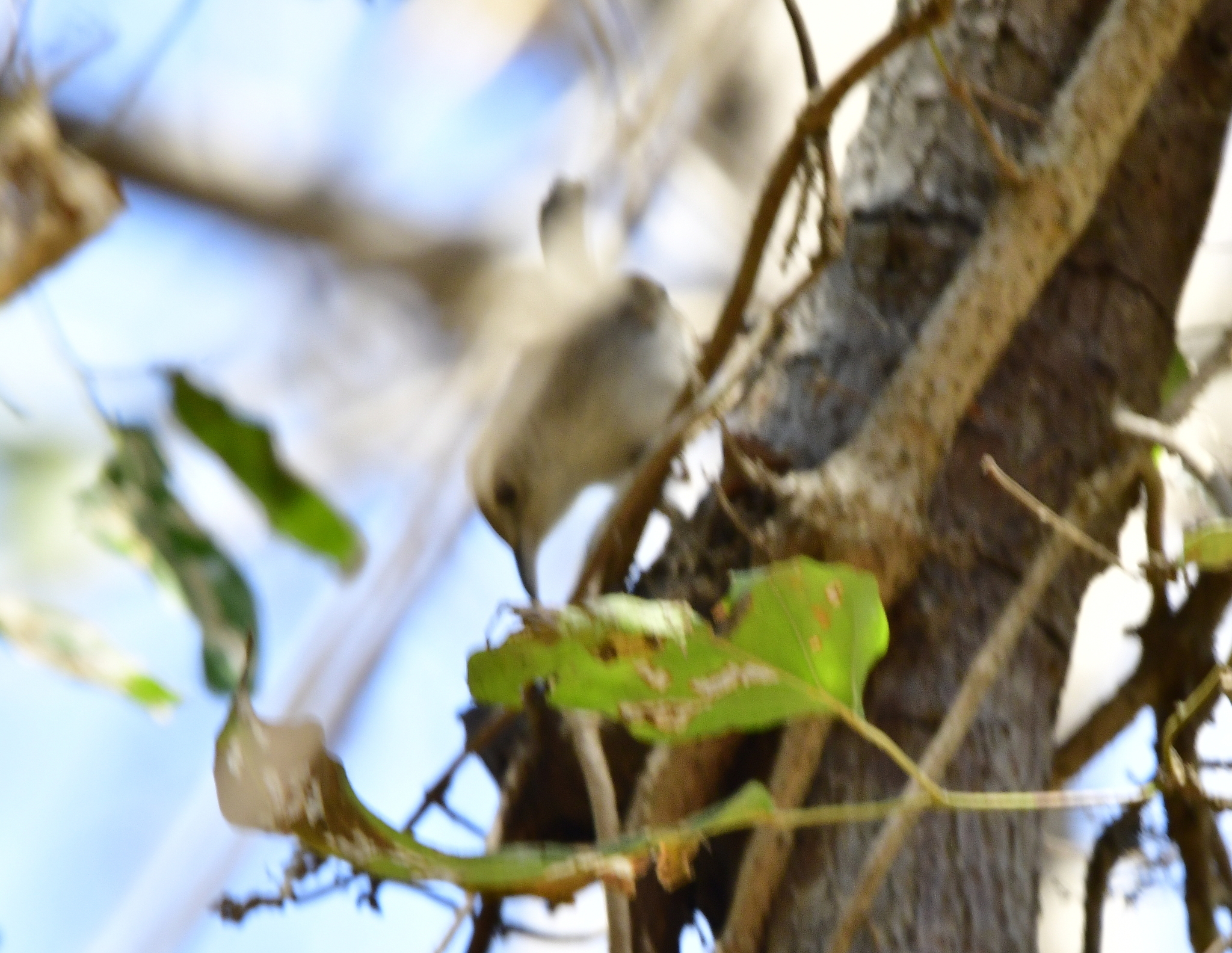 White-bellied Wren (Uropsila leucogastra), photo 2