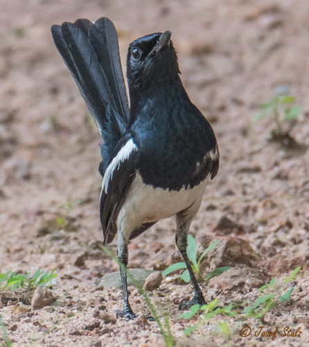 Oriental Magpie-Robin, photo 6 of 10