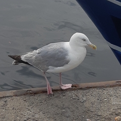 Larus argentatus