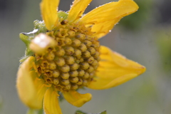 Smallanthus maculatus