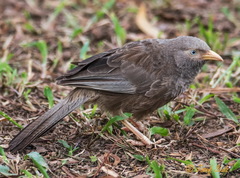 Argya affinis