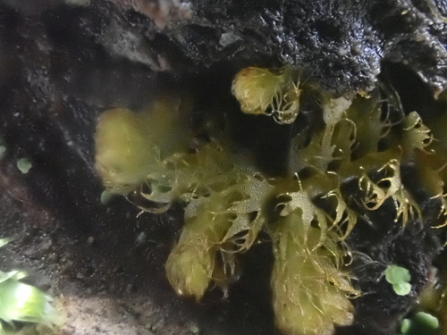 Image of Ptilidium californicum by no rights reserved