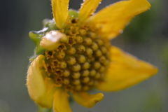 Smallanthus maculatus