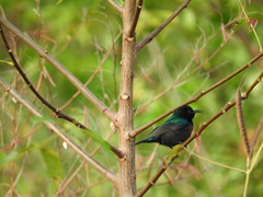 Cinnyris bifasciatus microrhynchus
