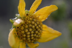 Smallanthus maculatus