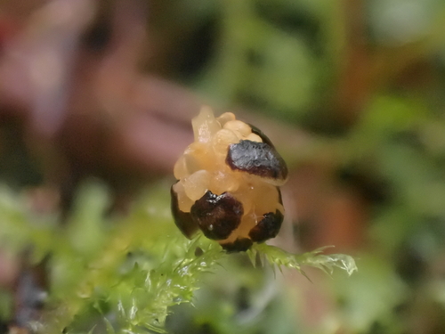 Thuja plicata — photo 2