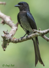 Dicrurus caerulescens