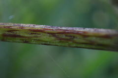 Smallanthus maculatus