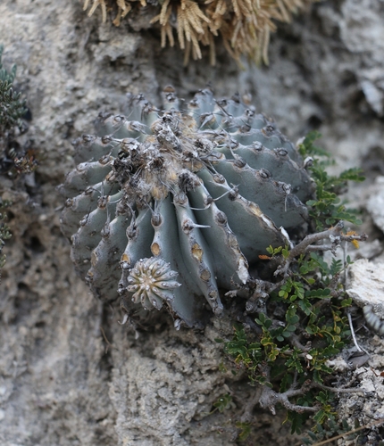 Geohintonia mexicana