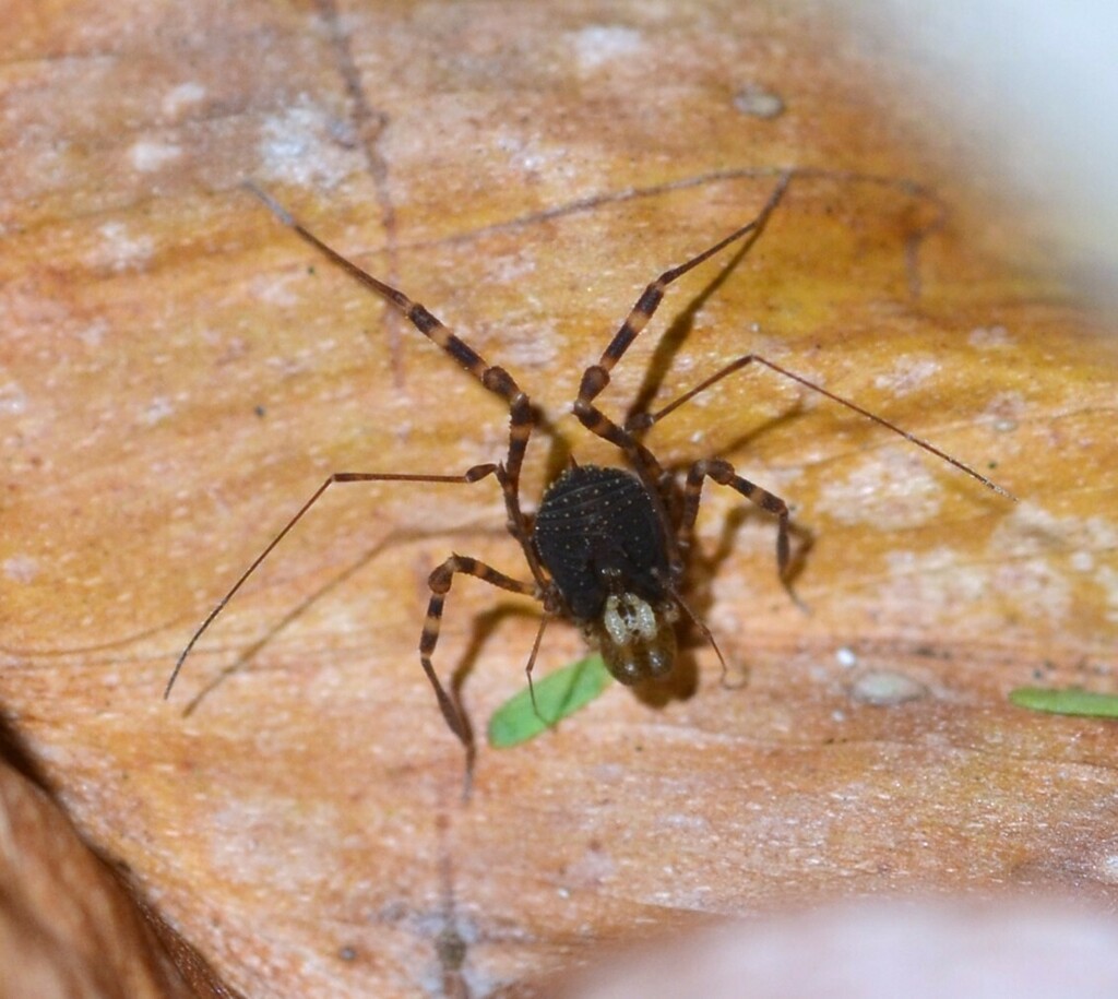 Heterolacurbs ovalis