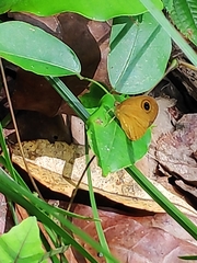 Ypthima sesara