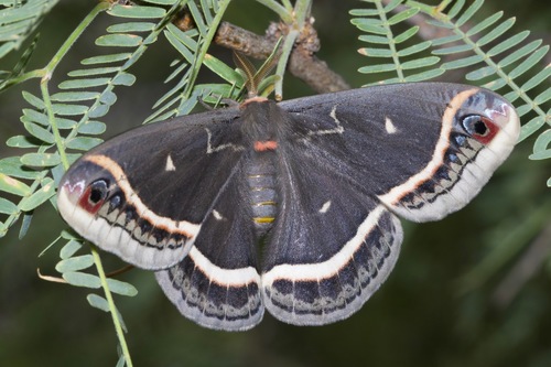 Calleta Silkmoth