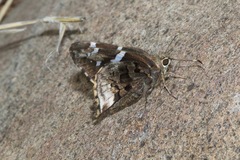 Codatractus arizonensis