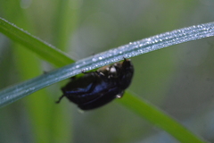 Smallanthus maculatus