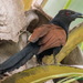 Centropus sinensis parroti - Photo (c) Josef Stulz, alguns direitos reservados (CC BY-NC), uploaded by Josef Stulz