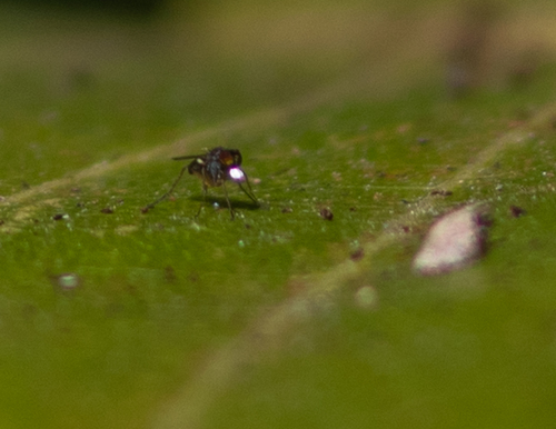 Long-legged fly (Chrysotus longipalpus) photo 3