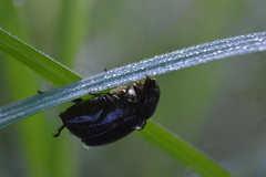Smallanthus maculatus