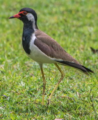 Vanellus indicus