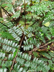 Cyathea