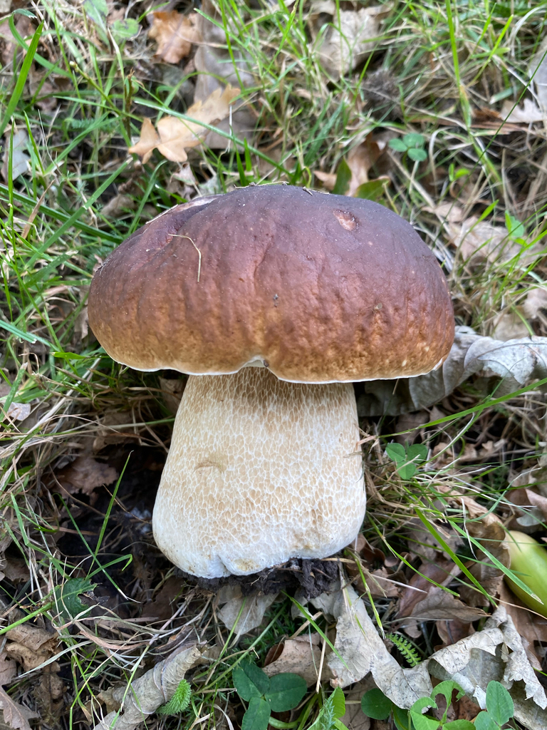 Boletus edulis · March 2025 · photo: © crellow (iNaturalist, cc0)