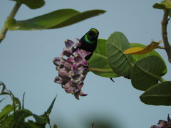 Cinnyris bifasciatus microrhynchus