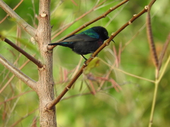 Cinnyris bifasciatus microrhynchus