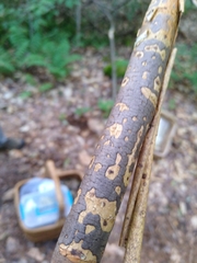 Diatrype decorticata