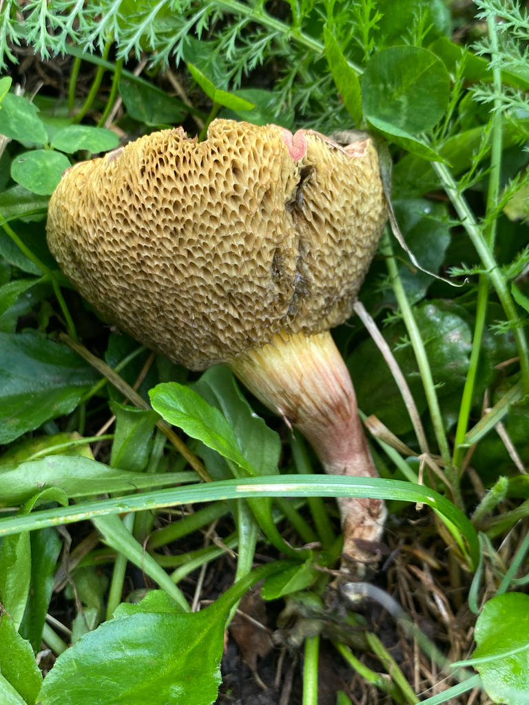 Xerocomellus cisalpinus · March 2025 · photo: © crellow (iNaturalist, cc0)