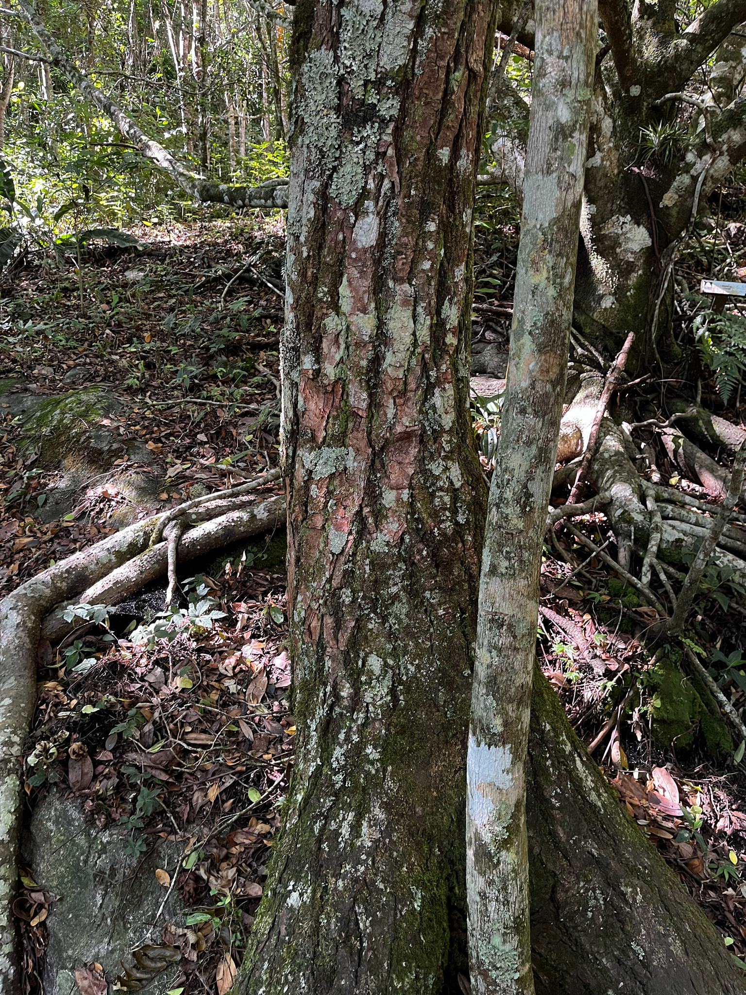 Imagem de Cedro-rosa