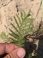 Tanacetum bipinnatum