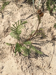 Tanacetum bipinnatum