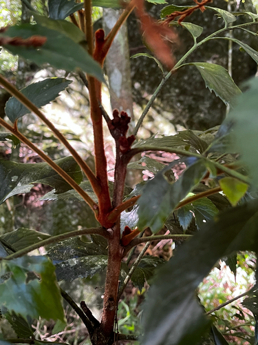 Foto de Cabeludinha