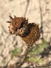 Tanacetum bipinnatum