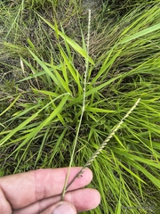 Urochloa brizantha