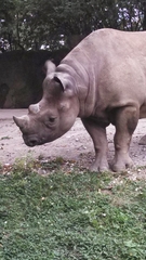 Rhinocerotidae