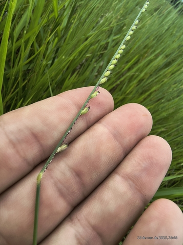 Urochloa brizantha, photograph 2