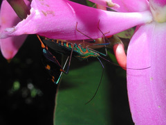 Diactor bilineatus
